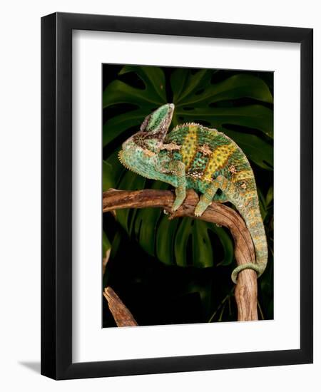 Veiled Chameleon, Chamaeleo Calyptratus, Native to Yemen-David Northcott-Framed Photographic Print