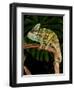 Veiled Chameleon, Chamaeleo Calyptratus, Native to Yemen-David Northcott-Framed Photographic Print