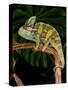 Veiled Chameleon, Chamaeleo Calyptratus, Native to Yemen-David Northcott-Stretched Canvas