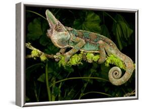 Veiled Chameleon, Chamaeleo Calyptratus, Native to Yemen-David Northcott-Framed Photographic Print