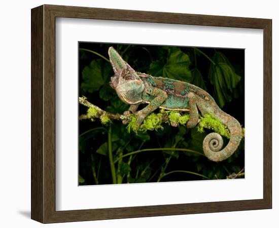 Veiled Chameleon, Chamaeleo Calyptratus, Native to Yemen-David Northcott-Framed Photographic Print