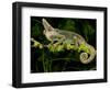 Veiled Chameleon, Chamaeleo Calyptratus, Native to Yemen-David Northcott-Framed Photographic Print