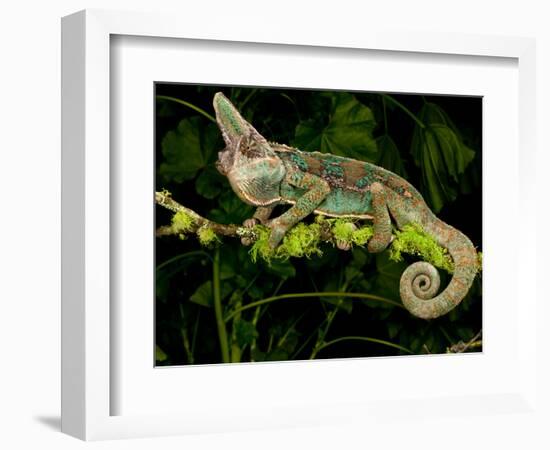 Veiled Chameleon, Chamaeleo Calyptratus, Native to Yemen-David Northcott-Framed Photographic Print