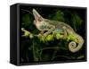 Veiled Chameleon, Chamaeleo Calyptratus, Native to Yemen-David Northcott-Framed Stretched Canvas