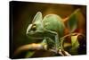 Veiled Chameleon (Chamaeleo Calyptratus) Resting on a Branch in its Habitat, Macro Photo.-Lukas Gojda-Stretched Canvas