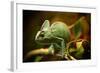 Veiled Chameleon (Chamaeleo Calyptratus) Resting on a Branch in its Habitat, Macro Photo.-Lukas Gojda-Framed Photographic Print