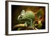 Veiled Chameleon (Chamaeleo Calyptratus) Resting on a Branch in its Habitat, Macro Photo.-Lukas Gojda-Framed Photographic Print