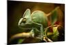 Veiled Chameleon (Chamaeleo Calyptratus) Resting on a Branch in its Habitat, Macro Photo.-Lukas Gojda-Mounted Photographic Print