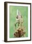 Veiled Chameleon Male-null-Framed Photographic Print