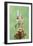 Veiled Chameleon Male-null-Framed Photographic Print