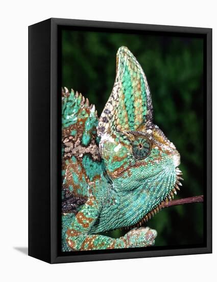 Veiled Chameleon, Native to Yemen-David Northcott-Framed Stretched Canvas