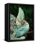 Veiled Chameleon, Native to Yemen-David Northcott-Framed Stretched Canvas