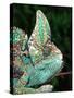Veiled Chameleon, Native to Yemen-David Northcott-Stretched Canvas