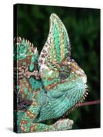 Veiled Chameleon, Native to Yemen-David Northcott-Stretched Canvas