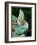 Veiled Chameleon, Native to Yemen-David Northcott-Framed Photographic Print