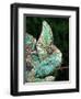 Veiled Chameleon, Native to Yemen-David Northcott-Framed Photographic Print