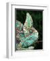 Veiled Chameleon, Native to Yemen-David Northcott-Framed Photographic Print