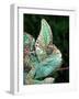 Veiled Chameleon, Native to Yemen-David Northcott-Framed Photographic Print