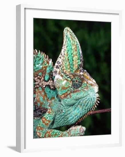 Veiled Chameleon, Native to Yemen-David Northcott-Framed Photographic Print