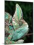 Veiled Chameleon, Native to Yemen-David Northcott-Mounted Photographic Print