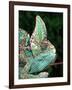 Veiled Chameleon, Native to Yemen-David Northcott-Framed Photographic Print