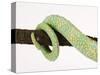 Veiled Chameleon Tail Wrapped Around Twig-Martin Harvey-Stretched Canvas