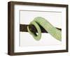 Veiled Chameleon Tail Wrapped Around Twig-Martin Harvey-Framed Photographic Print