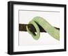 Veiled Chameleon Tail Wrapped Around Twig-Martin Harvey-Framed Photographic Print