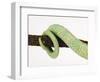 Veiled Chameleon Tail Wrapped Around Twig-Martin Harvey-Framed Photographic Print