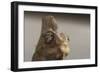 Veiled chameleon (Yemen chameleon) (Chamaeleo Calyptratus), captive, United Kingdom, Europe-Janette Hill-Framed Photographic Print