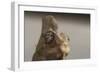 Veiled chameleon (Yemen chameleon) (Chamaeleo Calyptratus), captive, United Kingdom, Europe-Janette Hill-Framed Photographic Print