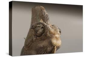 Veiled chameleon (Yemen chameleon) (Chamaeleo Calyptratus), captive, United Kingdom, Europe-Janette Hill-Stretched Canvas
