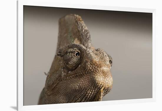 Veiled chameleon (Yemen chameleon) (Chamaeleo Calyptratus), captive, United Kingdom, Europe-Janette Hill-Framed Photographic Print