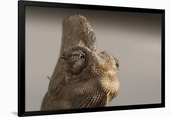 Veiled chameleon (Yemen chameleon) (Chamaeleo Calyptratus), captive, United Kingdom, Europe-Janette Hill-Framed Photographic Print