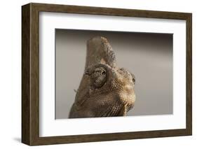 Veiled chameleon (Yemen chameleon) (Chamaeleo Calyptratus), captive, United Kingdom, Europe-Janette Hill-Framed Photographic Print