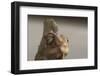 Veiled chameleon (Yemen chameleon) (Chamaeleo Calyptratus), captive, United Kingdom, Europe-Janette Hill-Framed Photographic Print