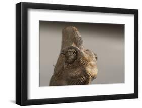 Veiled chameleon (Yemen chameleon) (Chamaeleo Calyptratus), captive, United Kingdom, Europe-Janette Hill-Framed Photographic Print