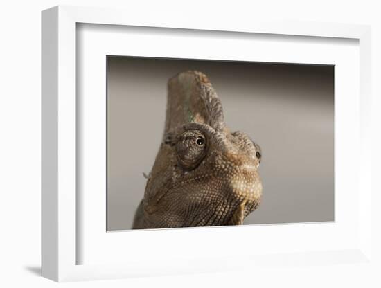 Veiled chameleon (Yemen chameleon) (Chamaeleo Calyptratus), captive, United Kingdom, Europe-Janette Hill-Framed Photographic Print