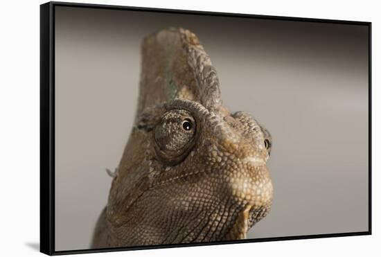 Veiled chameleon (Yemen chameleon) (Chamaeleo Calyptratus), captive, United Kingdom, Europe-Janette Hill-Framed Stretched Canvas