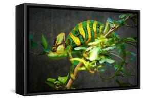 Veiled Chameleon-Gaschwald-Framed Stretched Canvas