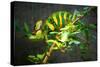 Veiled Chameleon-Gaschwald-Stretched Canvas