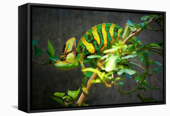 Veiled Chameleon-Gaschwald-Framed Stretched Canvas