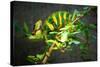 Veiled Chameleon-Gaschwald-Stretched Canvas