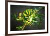 Veiled Chameleon-Gaschwald-Framed Premium Photographic Print