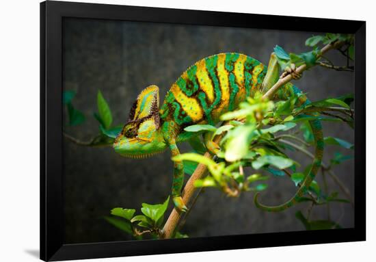 Veiled Chameleon-Gaschwald-Framed Premium Photographic Print