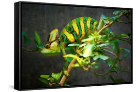 Veiled Chameleon-Gaschwald-Framed Stretched Canvas