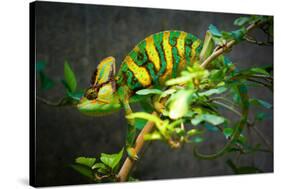 Veiled Chameleon-Gaschwald-Stretched Canvas