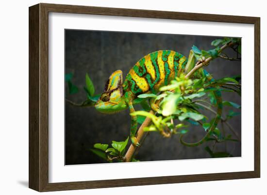 Veiled Chameleon-Gaschwald-Framed Photographic Print