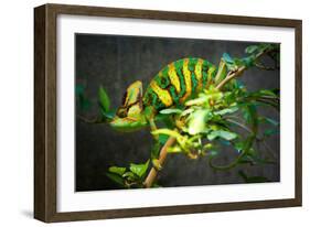 Veiled Chameleon-Gaschwald-Framed Photographic Print