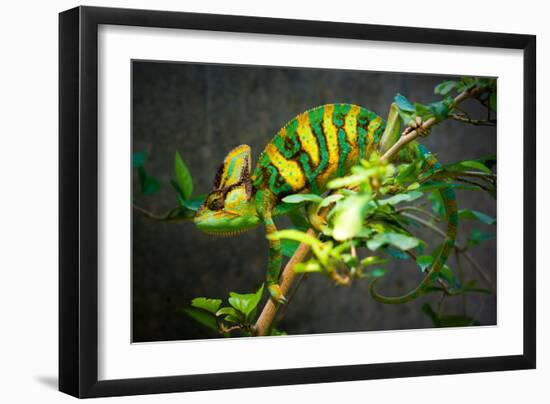 Veiled Chameleon-Gaschwald-Framed Photographic Print